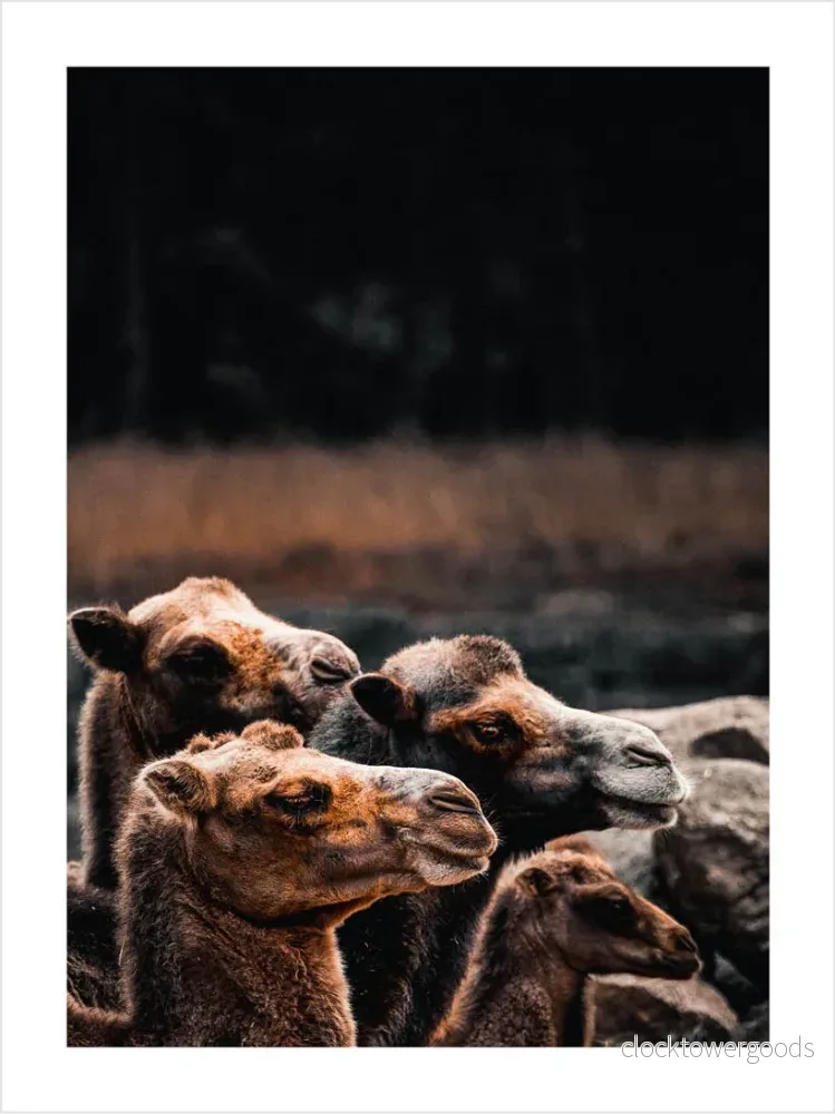 Animalia – Djurposter Animalia – Djurposter