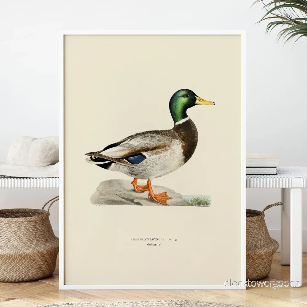 Gräsand (hane) poster - Bild 2