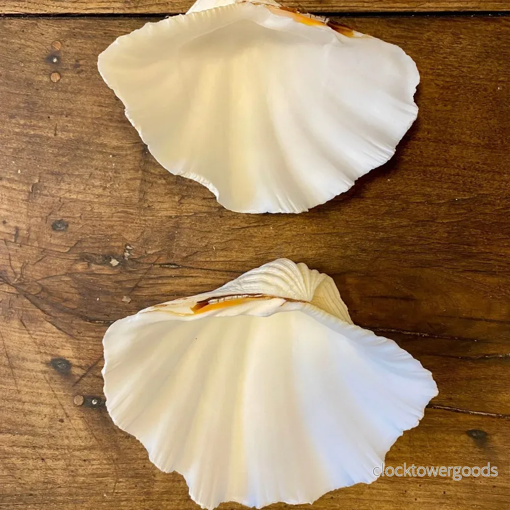 Vintage Natural Shell – 18 cm - Bild 3