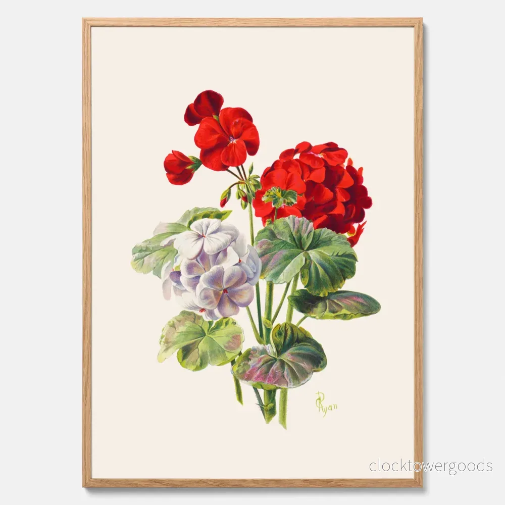 Geranium poster Geranium poster