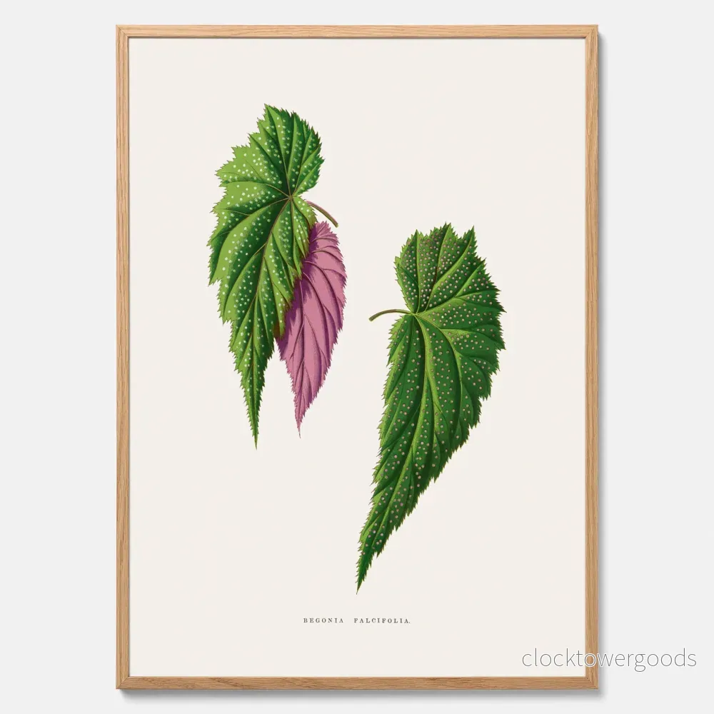 Begonia poster Begonia poster