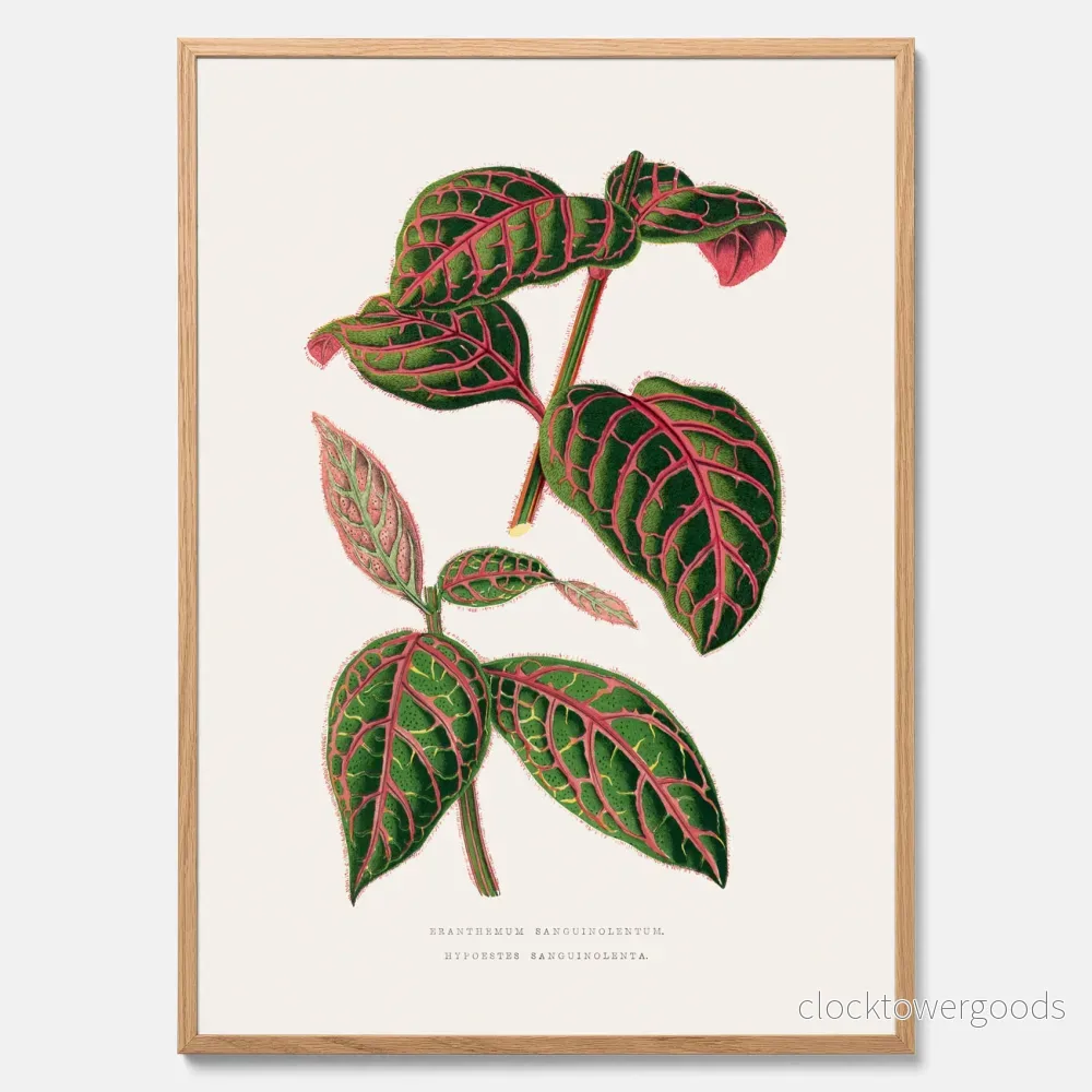 Eranthemum poster Eranthemum poster