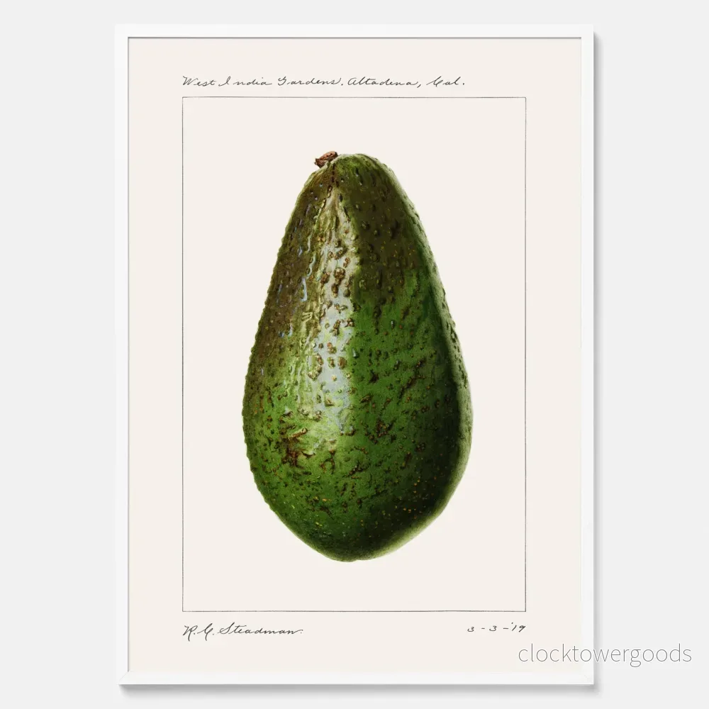 Avokado poster - Bild 3