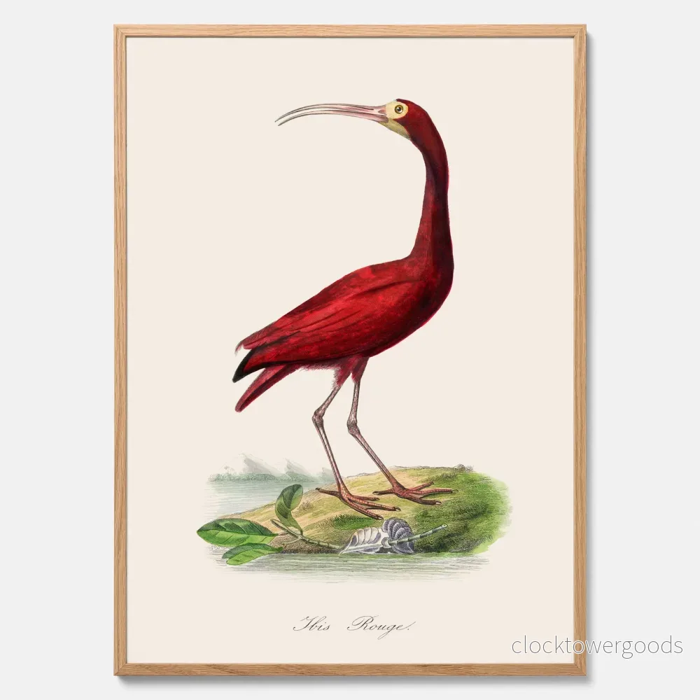 Röd Ibis poster Röd Ibis poster
