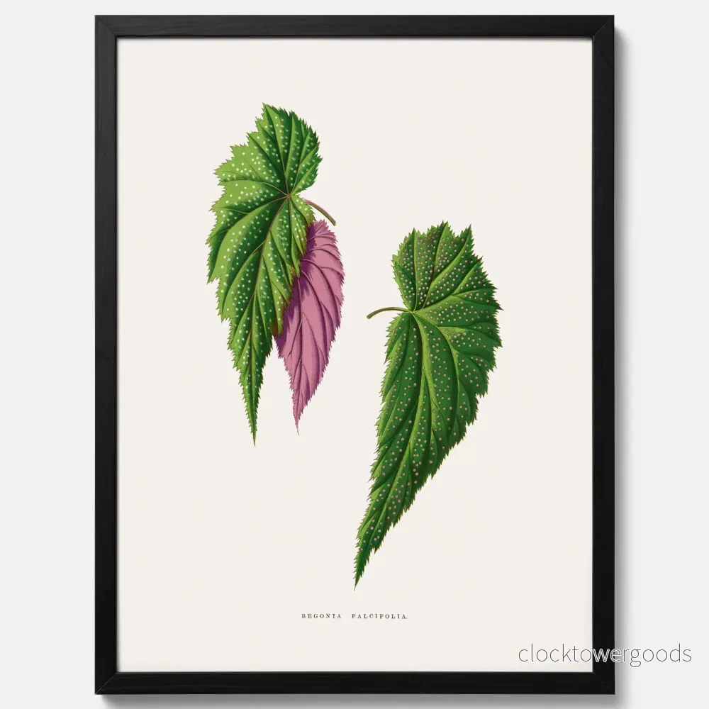 Begonia poster - Bild 3