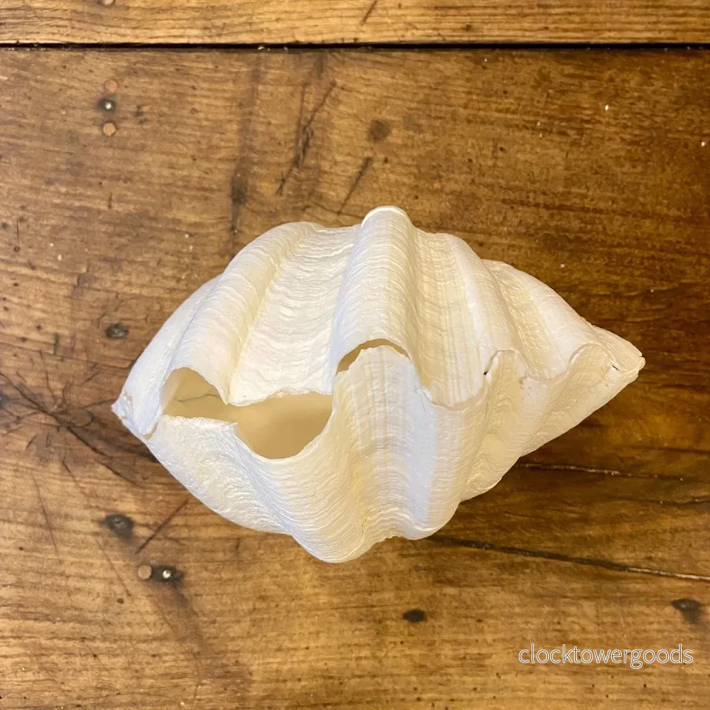 Vintage Natural Shell – 18 cm