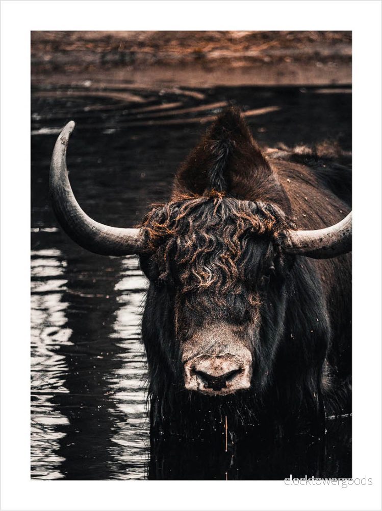 Animalia – Djurposter Animalia – Djurposter