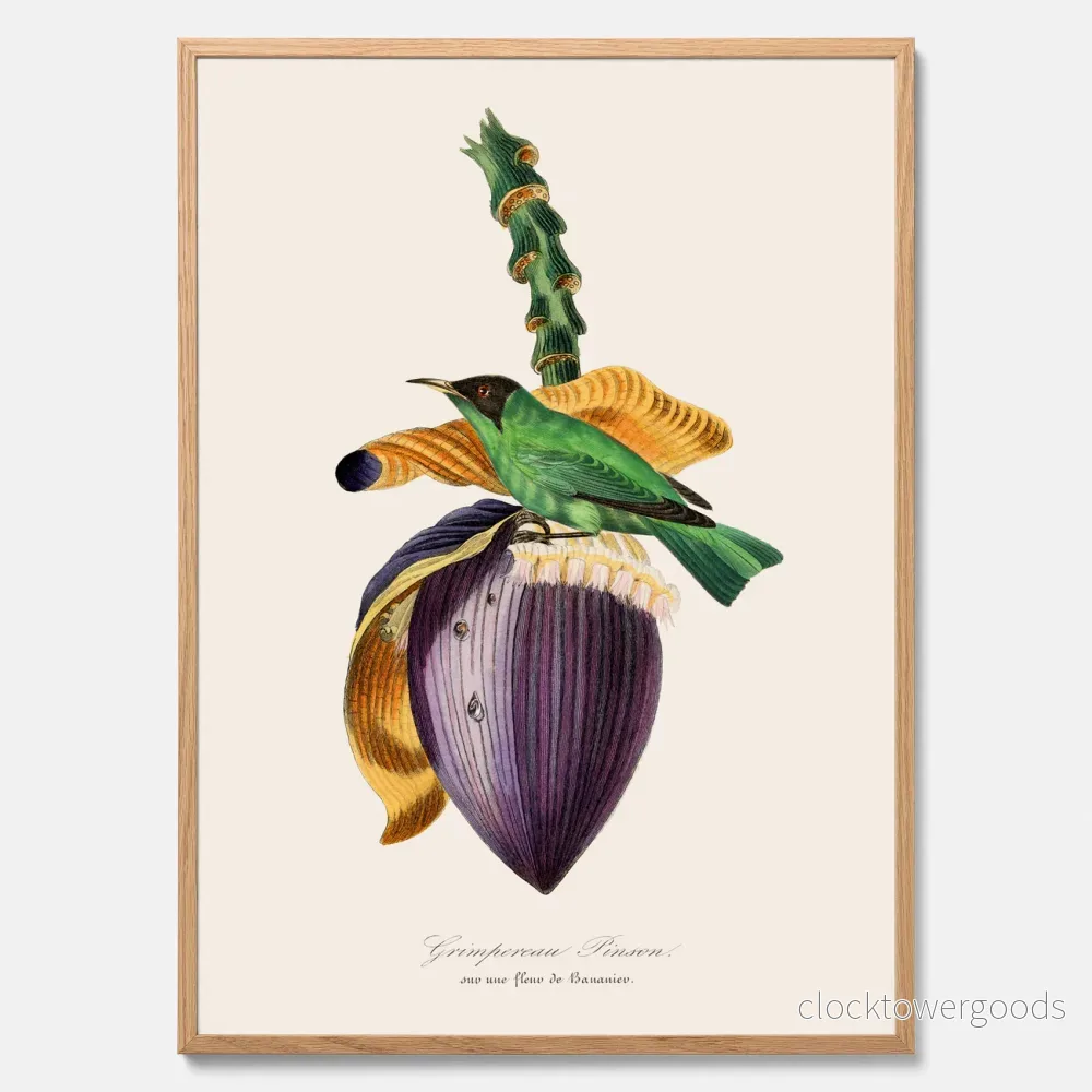 Trädkrypare & Bananblomma poster Trädkrypare & Bananblomma poster