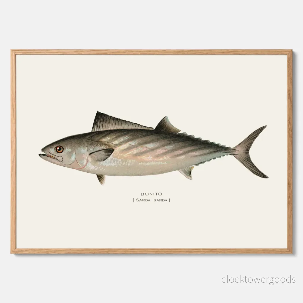 Ryggstrimmig pelamid poster
