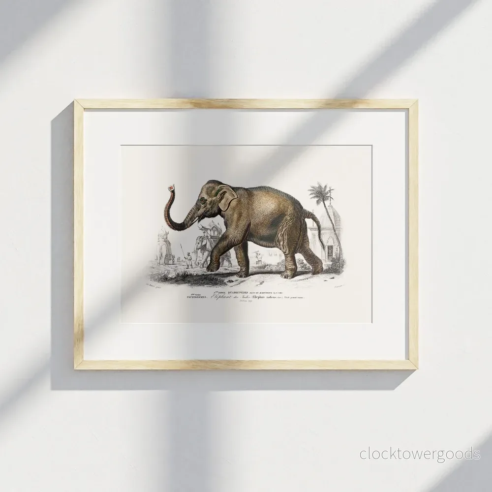Elefant poster - Bild 2