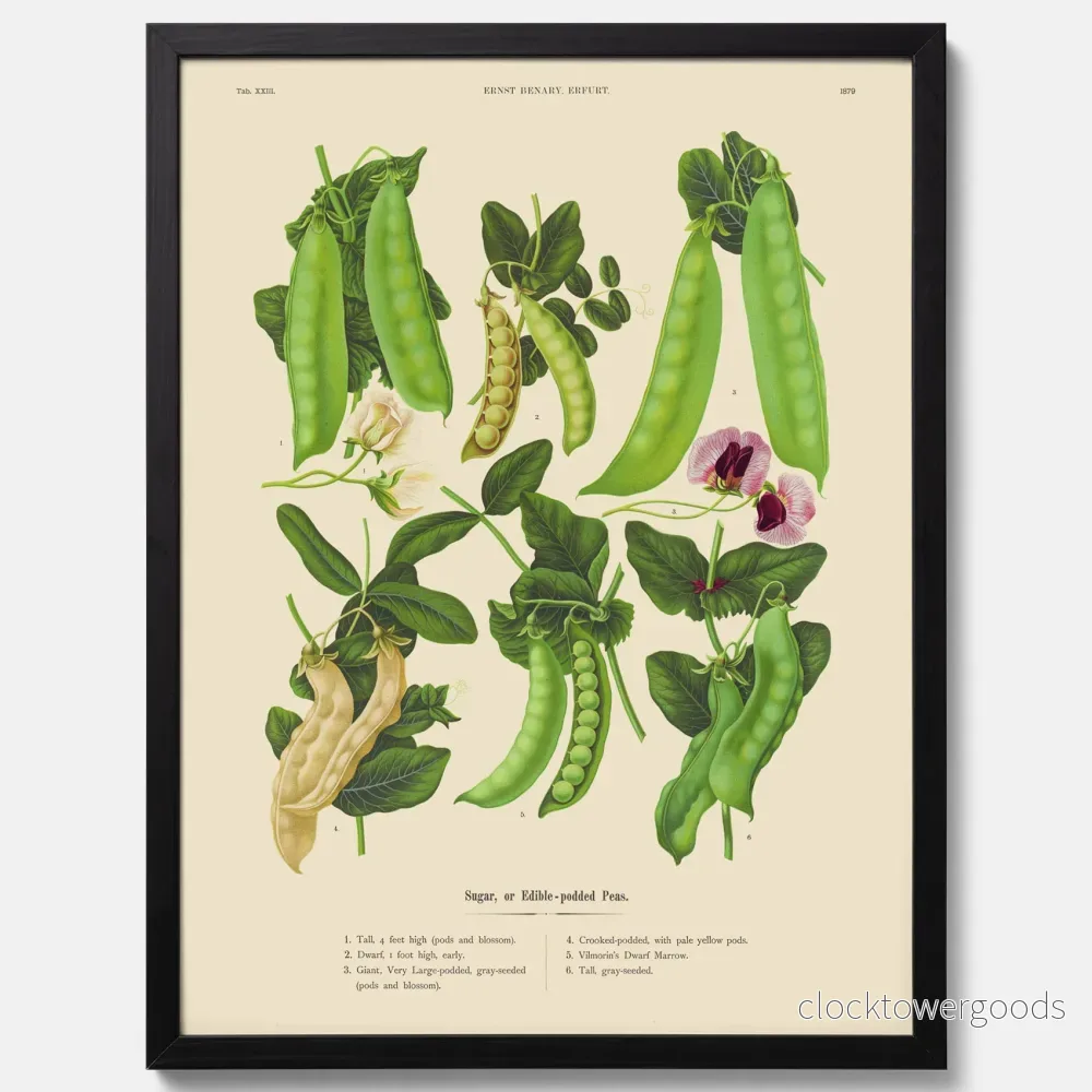 Sockerärtor poster - Bild 3