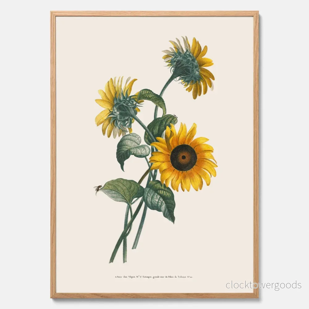 Solros poster Solros poster
