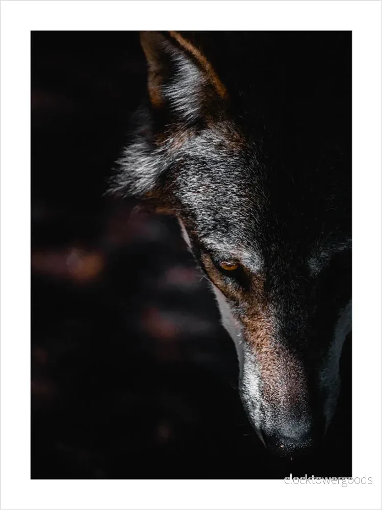Animalia – Djurposter - Bild 2