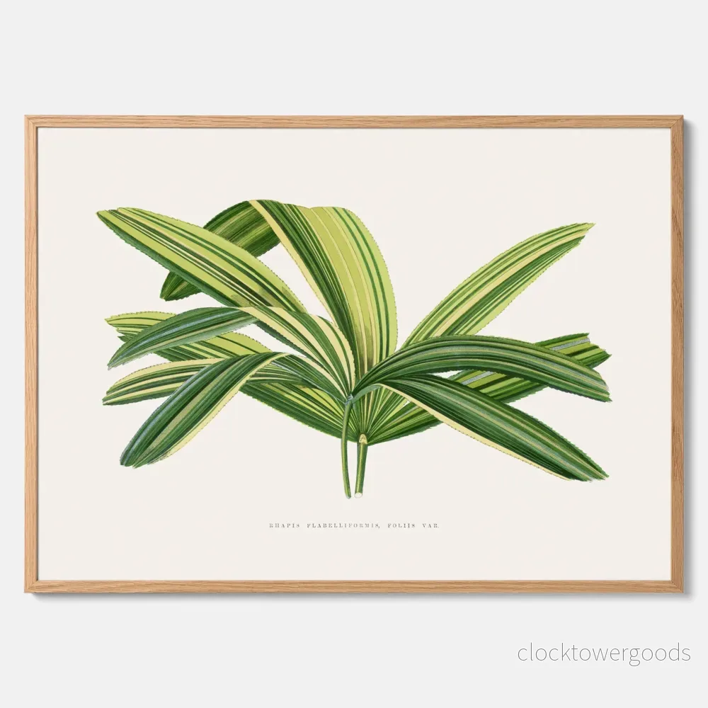 Bredbladig palm poster Bredbladig palm poster