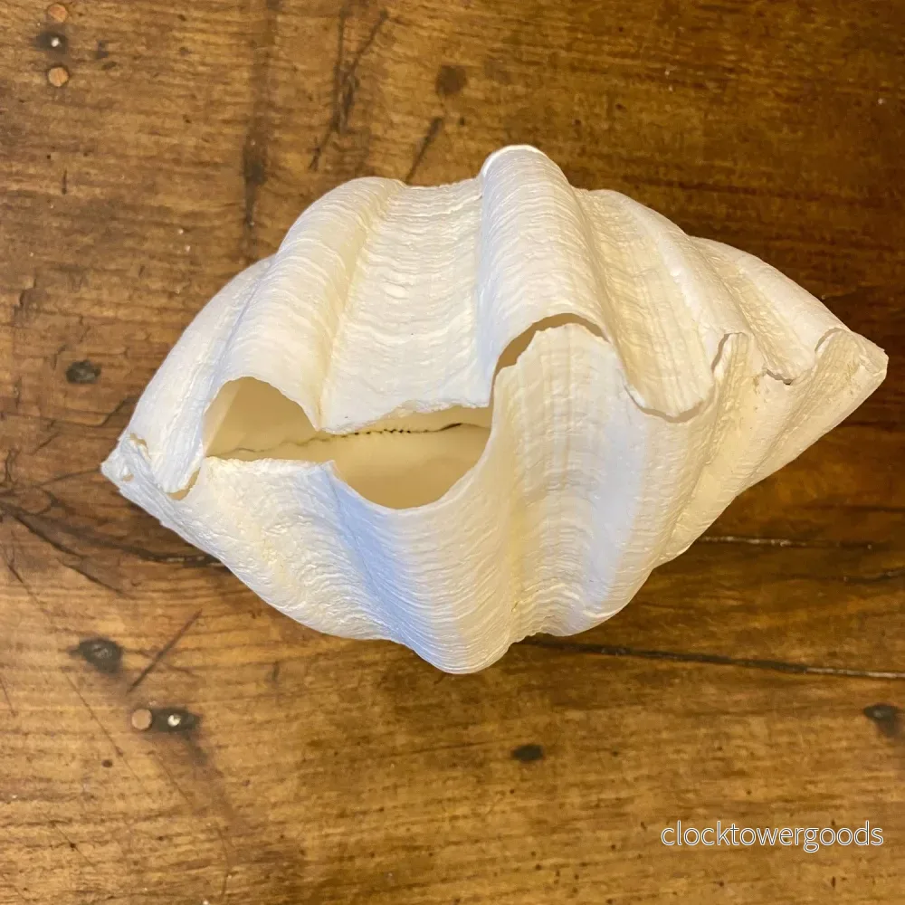 Vintage Natural Shell – 18 cm - Bild 2