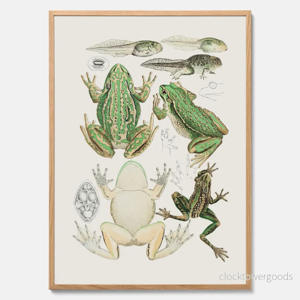 Groda poster Groda poster