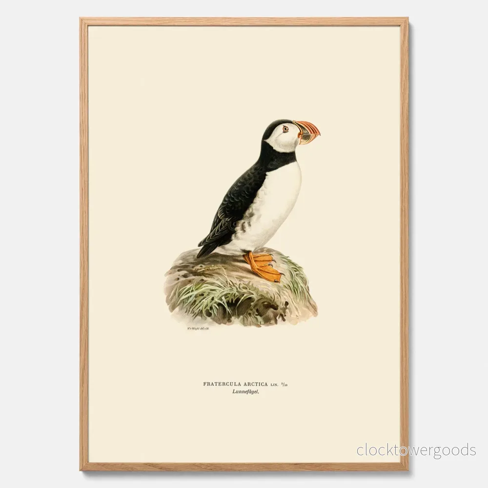 Lunnefågel ”Puffin” poster Lunnefågel ”Puffin” poster