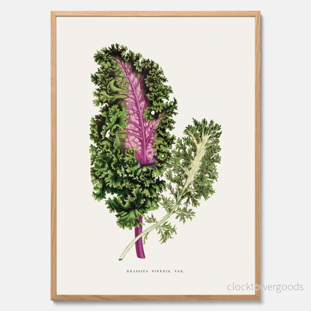 Brassica Sinenis poster Brassica Sinenis poster