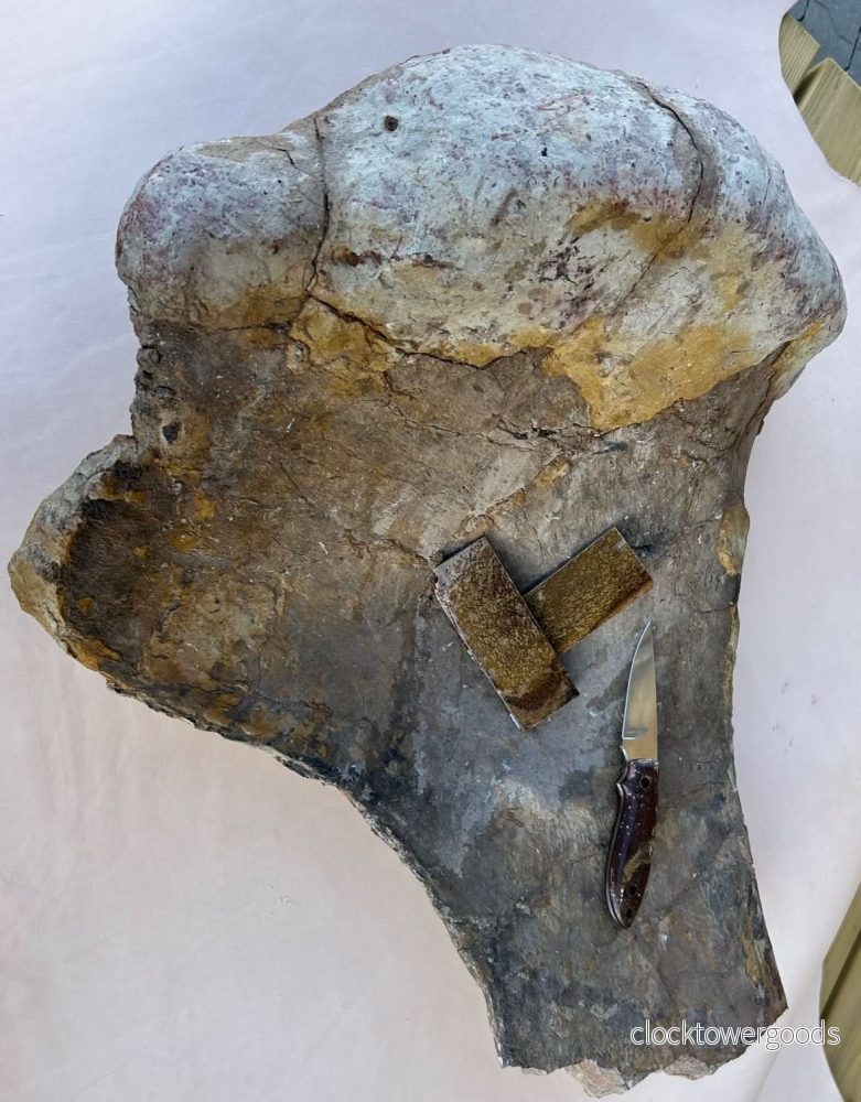 Dinosauriefossil, holkbit 20 × 35 × 20 mm - Bild 3