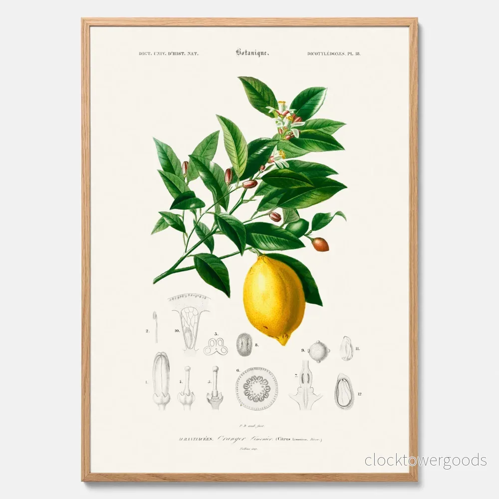 Citron poster Citron poster