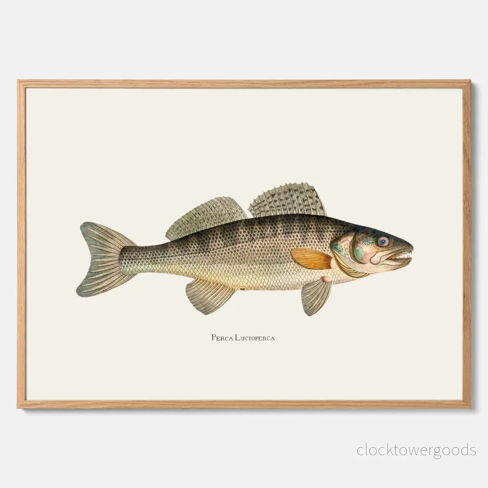 Gös poster