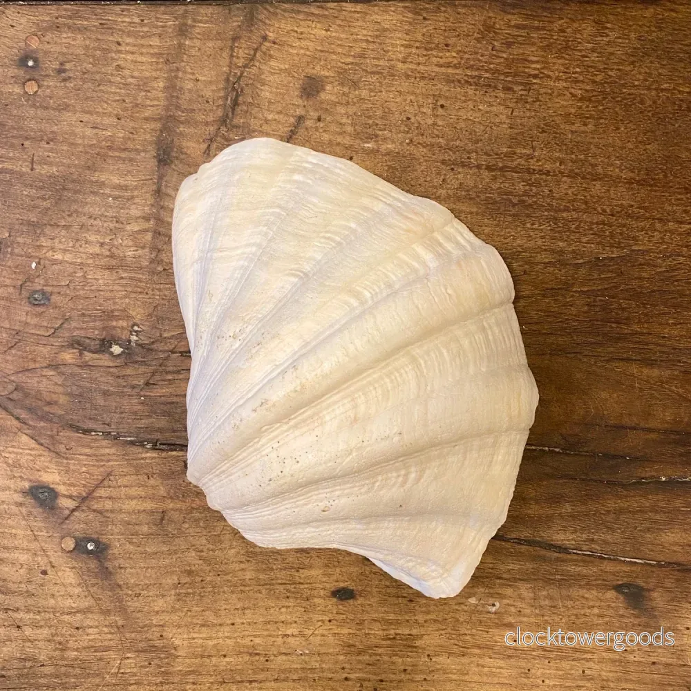 Large Natural Decorative Shell – 27 cm - Bild 2