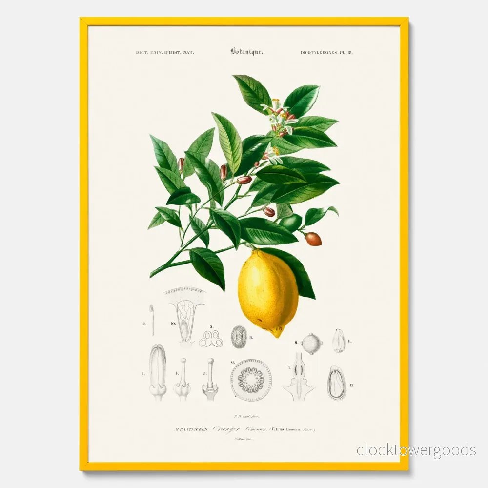 Citron poster - Bild 3