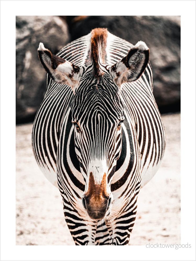 Animalia – Djurposter - Bild 3