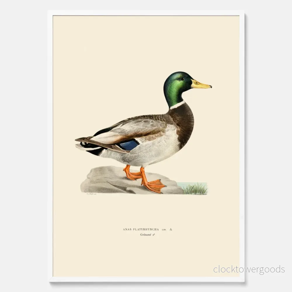 Gräsand (hane) poster - Bild 3