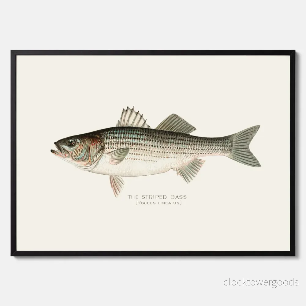 Strimmig Havsabborre poster - Bild 3