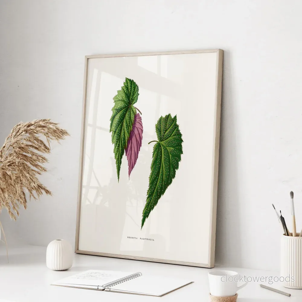 Begonia poster - Bild 2