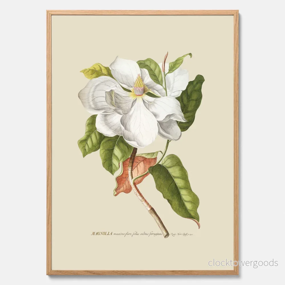 Magnolia poster Magnolia poster