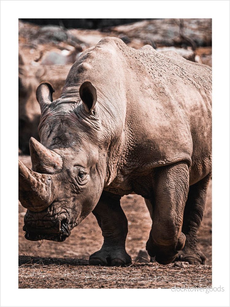 Animalia – Djurposter Animalia – Djurposter