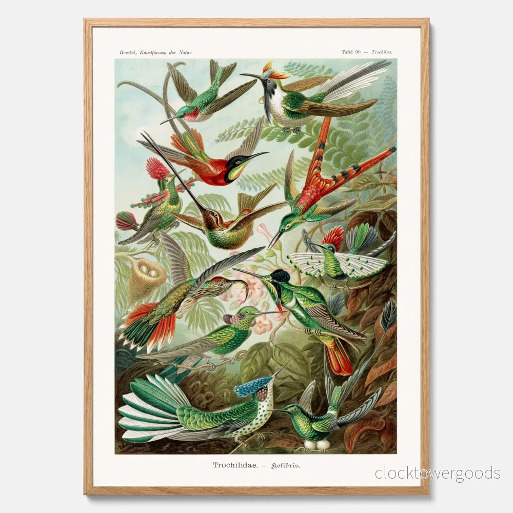 Kolibrier poster Kolibrier poster
