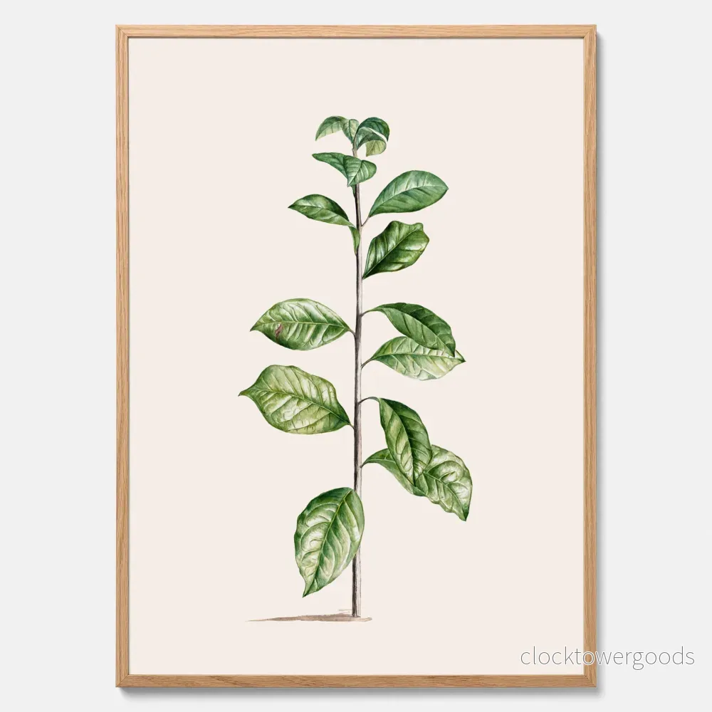 Arabisk kaffeplanta poster Arabisk kaffeplanta poster