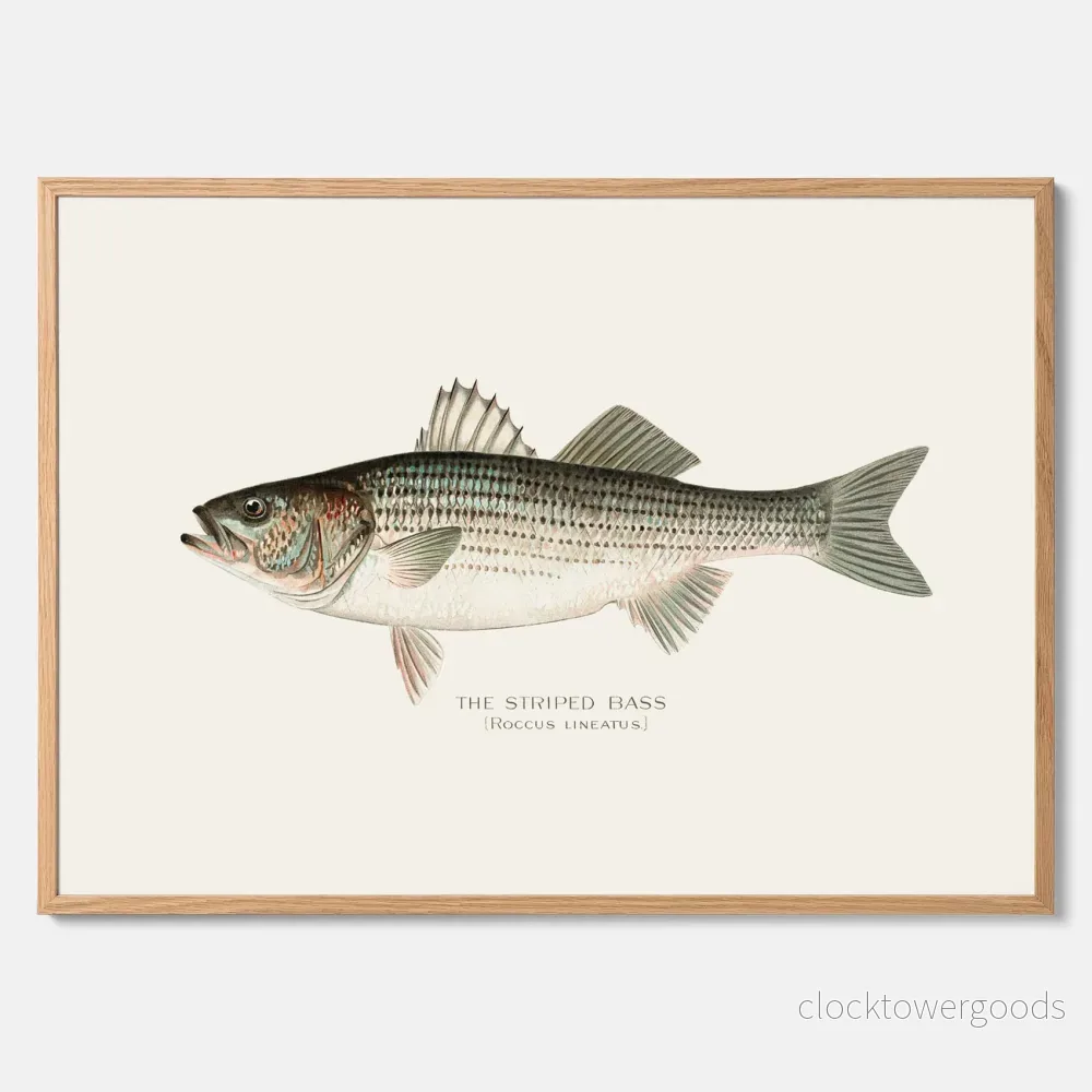 Strimmig Havsabborre poster Strimmig Havsabborre poster