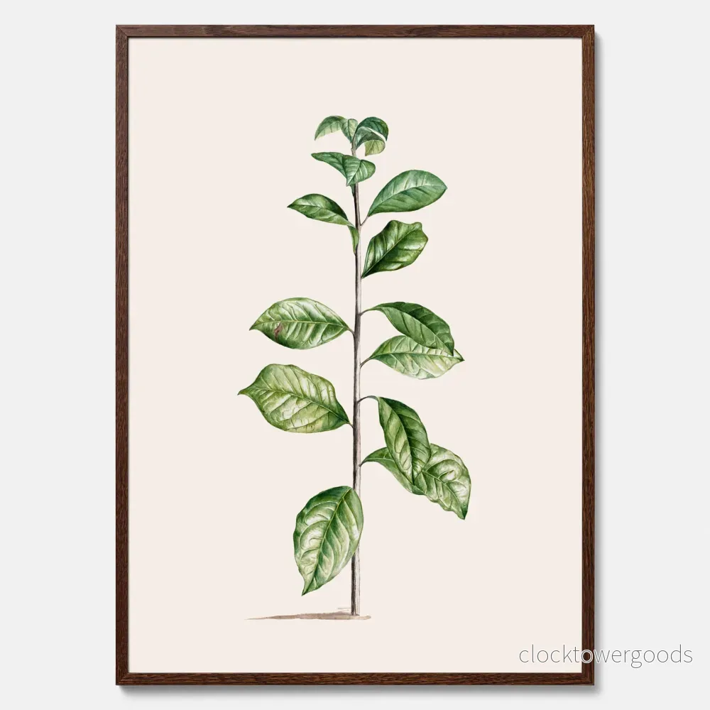 Arabisk kaffeplanta poster - Bild 3