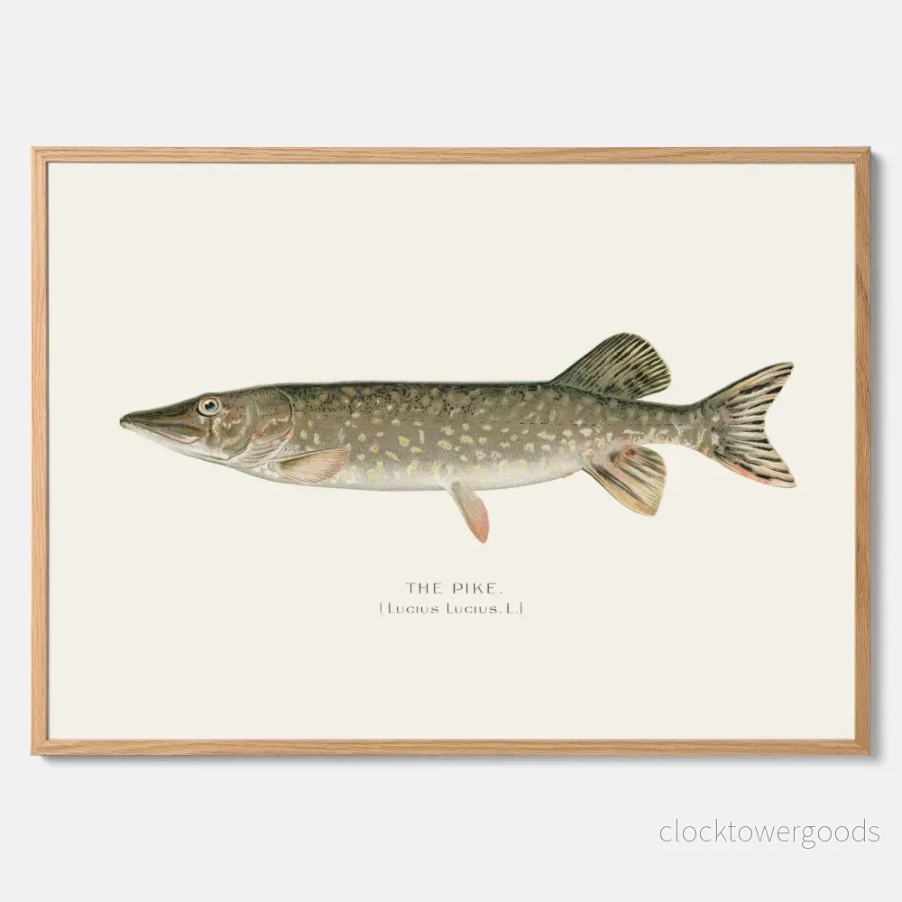 Gädda poster