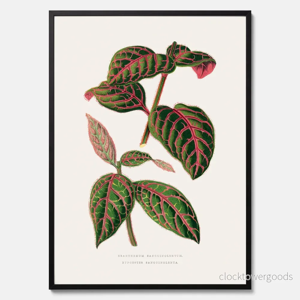 Eranthemum poster - Bild 3