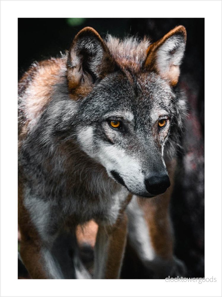 Animalia – Djurposter Animalia – Djurposter