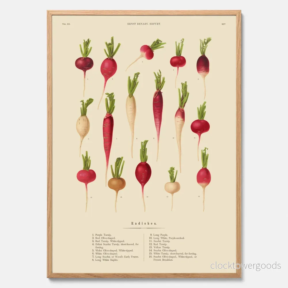 Rädisor poster