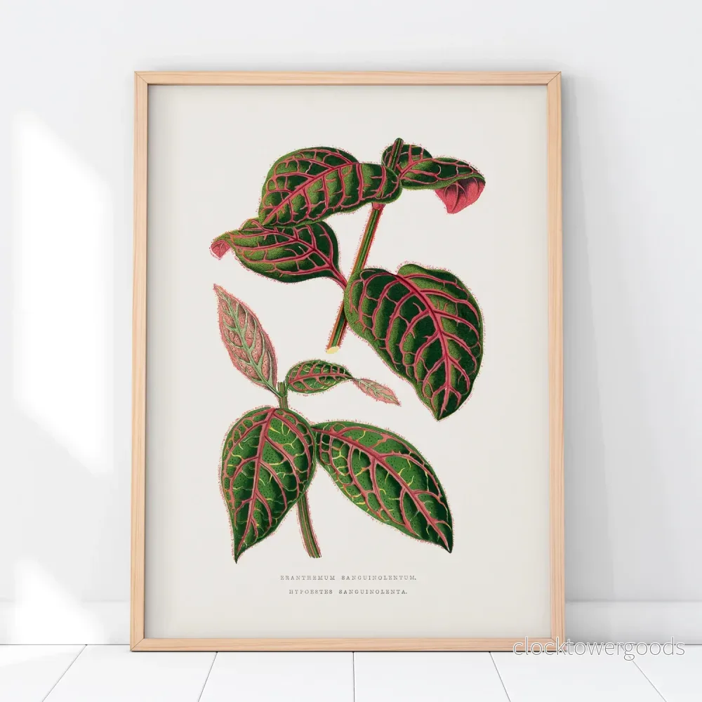 Eranthemum poster - Bild 2