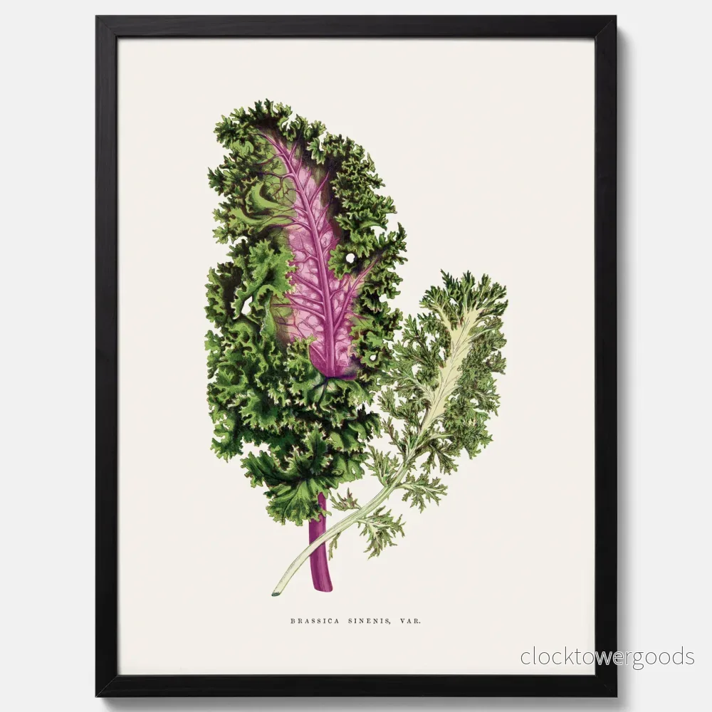 Brassica Sinenis poster - Bild 3