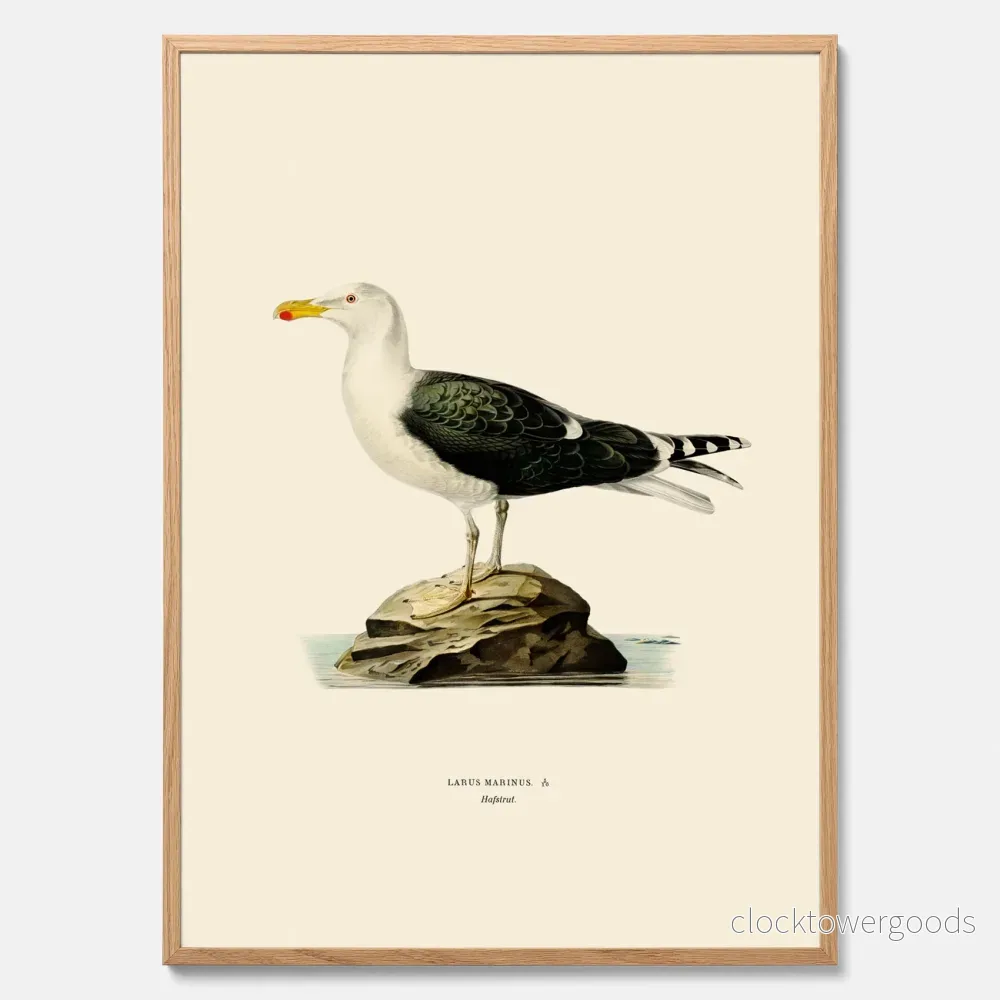 Havstrut poster Havstrut poster