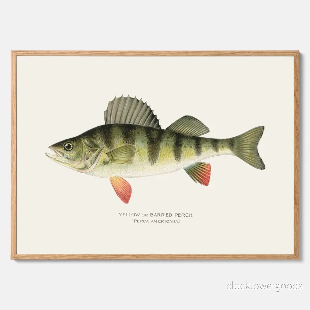 Abborre poster