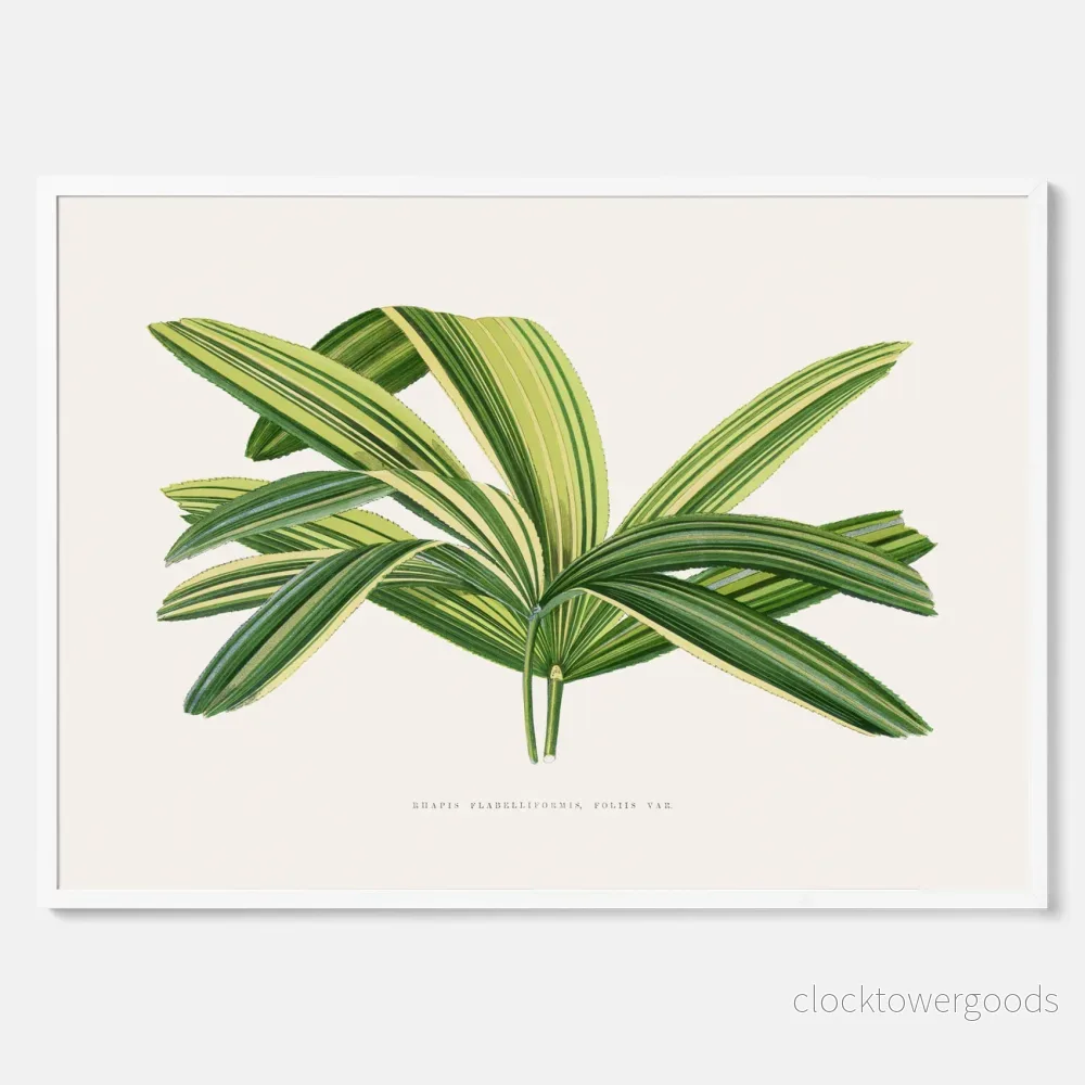 Bredbladig palm poster - Bild 3